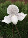 Paphiopedilum niveum x wenshanense 